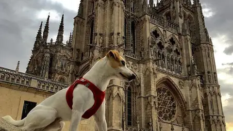 Pipper, el perro turista Pipper, el perro turista