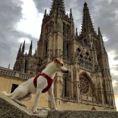 Pipper, el perro turista
