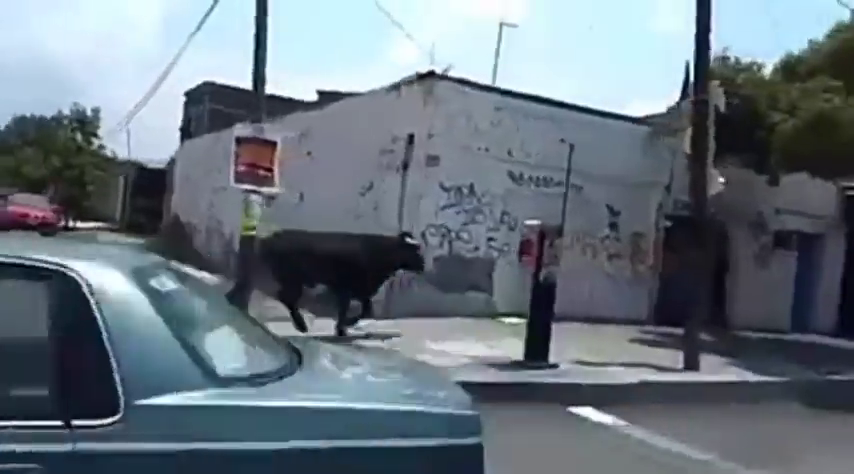 Un toro se escapa y causa el pánico en las calles de Ciudad de México Un toro se escapa y causa el pánico en las calles de Ciudad de México