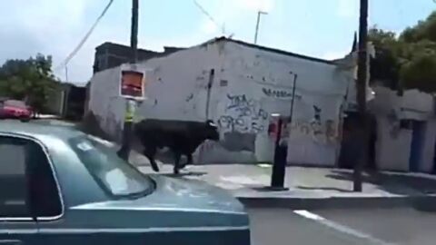 Un toro se escapa y causa el p&aacute;nico en las calles de Ciudad de M&eacute;xico