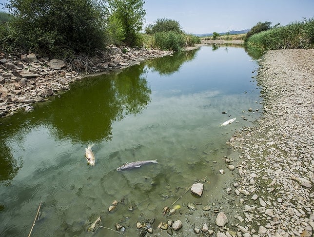 La falta de caudal ecológico provoca la mortandad de peces en el río Guadiana La falta de caudal ecológico provoca la mortandad de peces en el río Guadiana