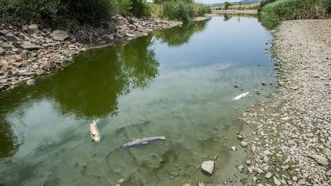 La falta de agua provoca montadad en los peces al no haber el ox&iacute;geno suficiente