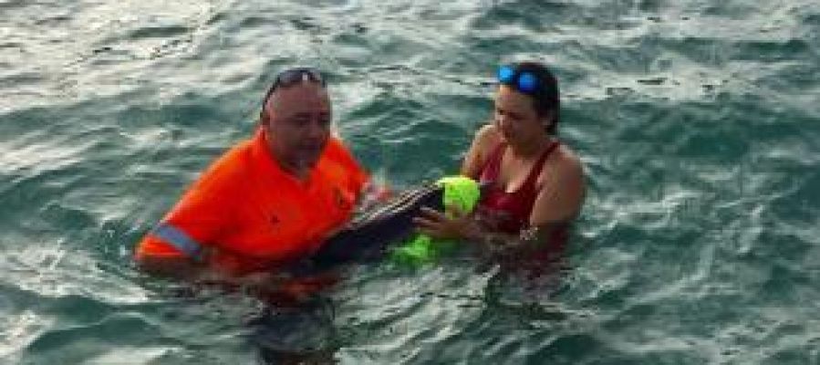 Rescatan a una cría de delfín en Murcia Rescatan a una cría de delfín en Murcia