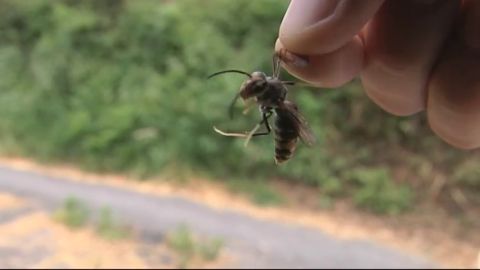 Ingresan en la uci a una mujer atacada por avispas asi&aacute;ticas en Orense