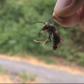 Ingresan en la uci a una mujer atacada por avispas asiáticas en Orense