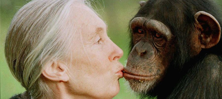 Jane Goodall Jane Goodall