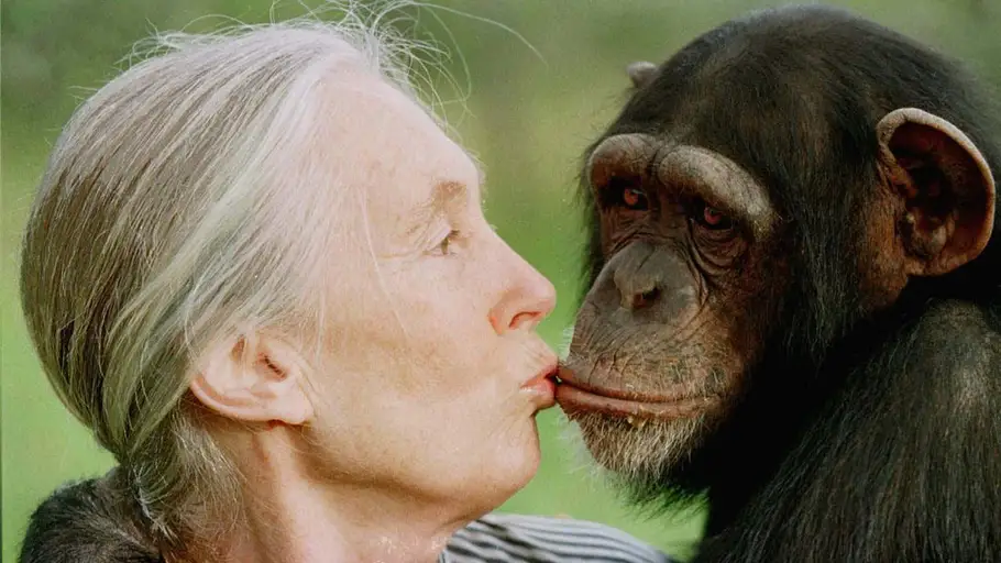 Jane Goodall chinpancé