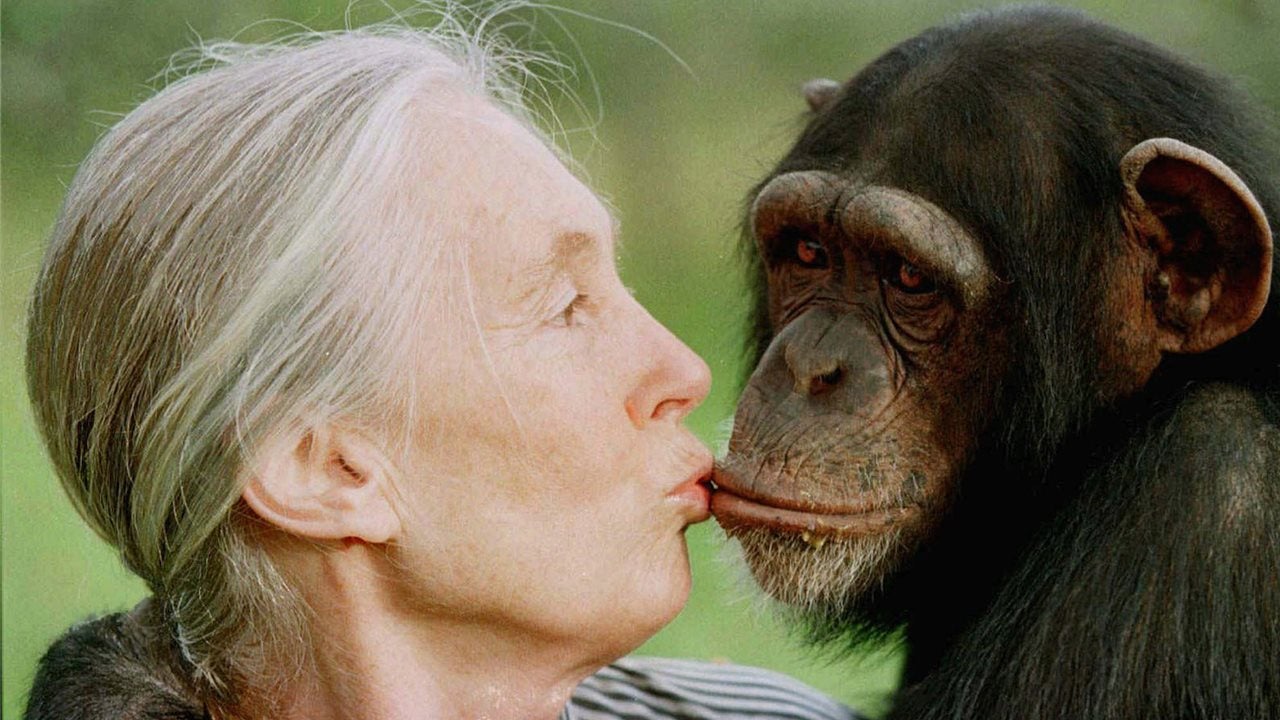 El legado de Jane Goodall: "Cuando conoces le das valor" El legado de Jane Goodall: "Cuando conoces le das valor"