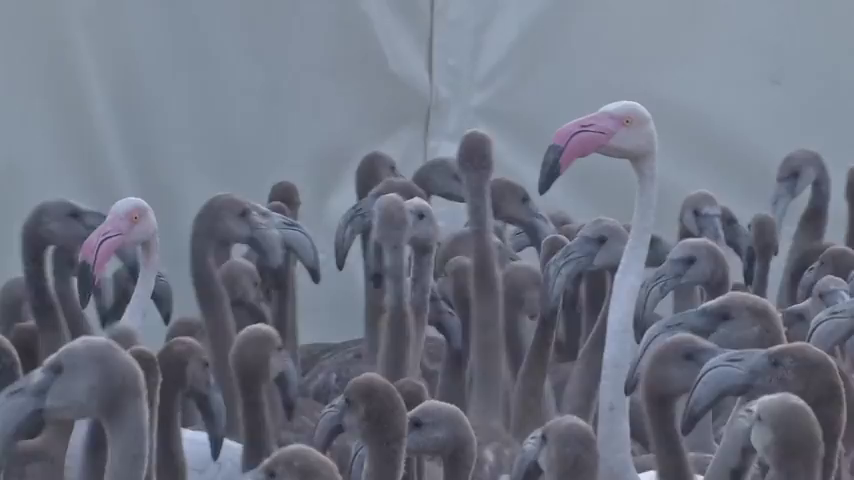 La Plataforma Defensa Animal apuesta por restaurar humedales para evitar la llegada masiva de flamencos a l´Albufera de València La Plataforma Defensa Animal apuesta por restaurar humedales para evitar la llegada masiva de flamencos a l´Albufera de València