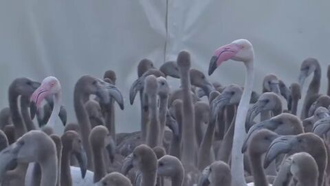 El anillado de flamencos, una actividad clave para su estudio, realizada por voluntarios