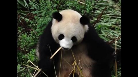 La situaci&oacute;n de los osos panda como especie en peligro de extinci&oacute;n mejora en China