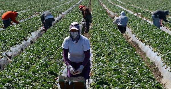 Un grupo de temporeras de la fresa durante una jornada de trabajo Un grupo de temporeras de la fresa durante una jornada de trabajo