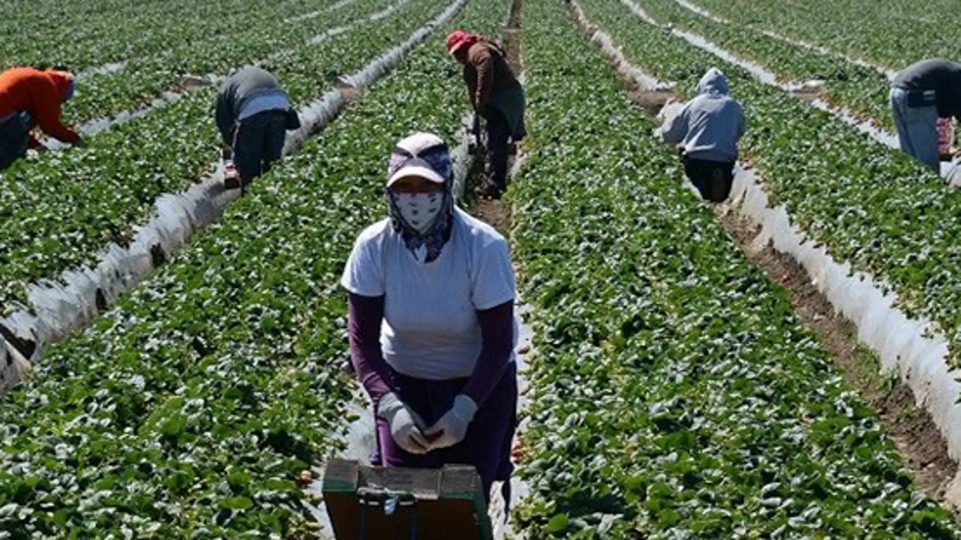 España necesitará casi 25 millones de trabajadores migrantes en 2053 para enfrentar el envejecimiento | Onda Cero Radio