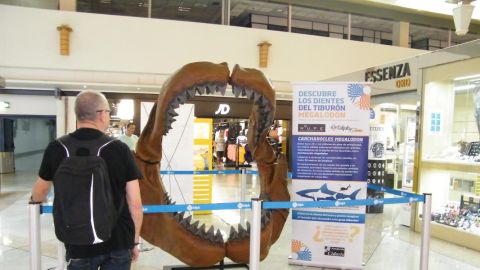 MAND&Iacute;BULA DEL TIBUR&Oacute;N MEGADOL&Oacute;N