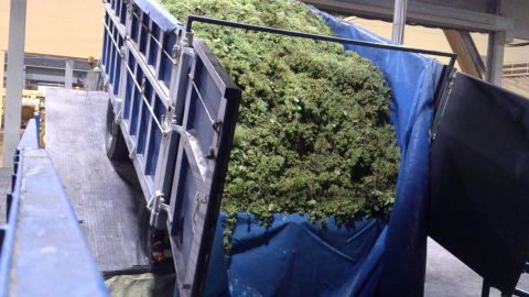 La Cooperativa Virgen de las Vi&ntilde;as espera una buena vendimia