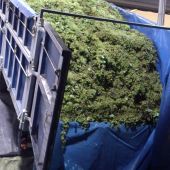 La Cooperativa Virgen de las Viñas espera una buena vendimia