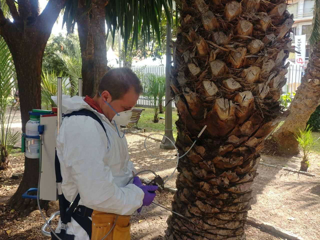 Elche continúa su lucha contra el picudo en las palmeras Elche continúa su lucha contra el picudo en las palmeras
