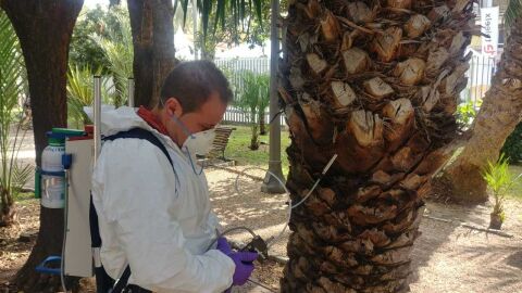 Palmeras tratadas con emamectina