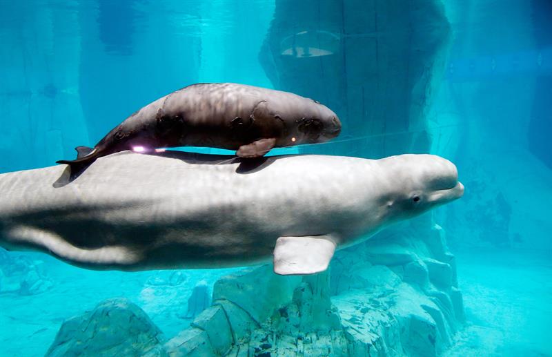 Llegan los cursos de l'Oceanogràfic para público adulto Llegan los cursos de l'Oceanogràfic para público adulto
