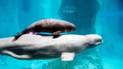 Imagen de archivo de la hembra beluga de 20 a&ntilde;os, Yulka, nada junto a su cr&iacute;a, Kylu, en el acuario del Oceanogr&agrave;fic de Valencia