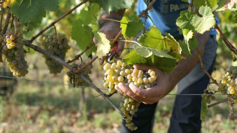 Temor a nuevos contagios en Jumilla por la vendimia