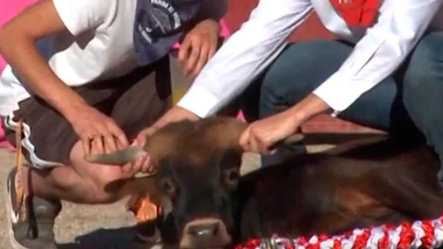 Silvia Barquero: ¡Basta ya de maltratar a los animales: Stop becerradas! Silvia Barquero: ¡Basta ya de maltratar a los animales: Stop becerradas!