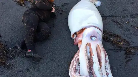 Calamar gigante encontrado en Nueva Zelanda Calamar gigante encontrado en Nueva Zelanda
