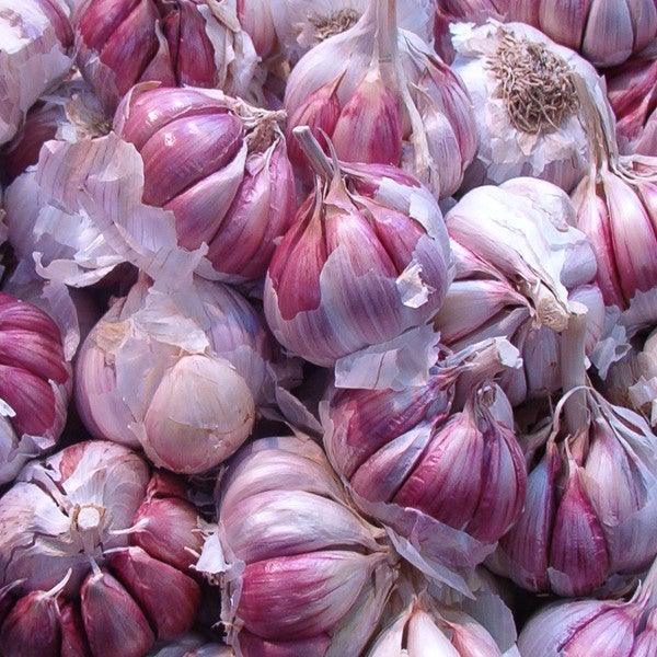 Robos de ajo morado en Cuenca: Asaja pide más vigilancia Robos de ajo morado en Cuenca: Asaja pide más vigilancia