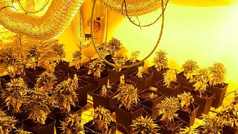 Plantas de cannabis localizadas en Campo de Criptana
