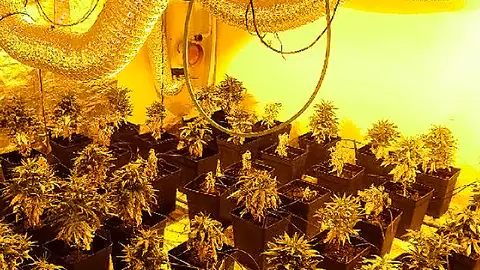 Plantas de cannabis localizadas en Campo de Criptana Plantas de cannabis localizadas en Campo de Criptana