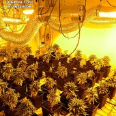 Plantas de cannabis localizadas en Campo de Criptana Plantas de cannabis localizadas en Campo de Criptana