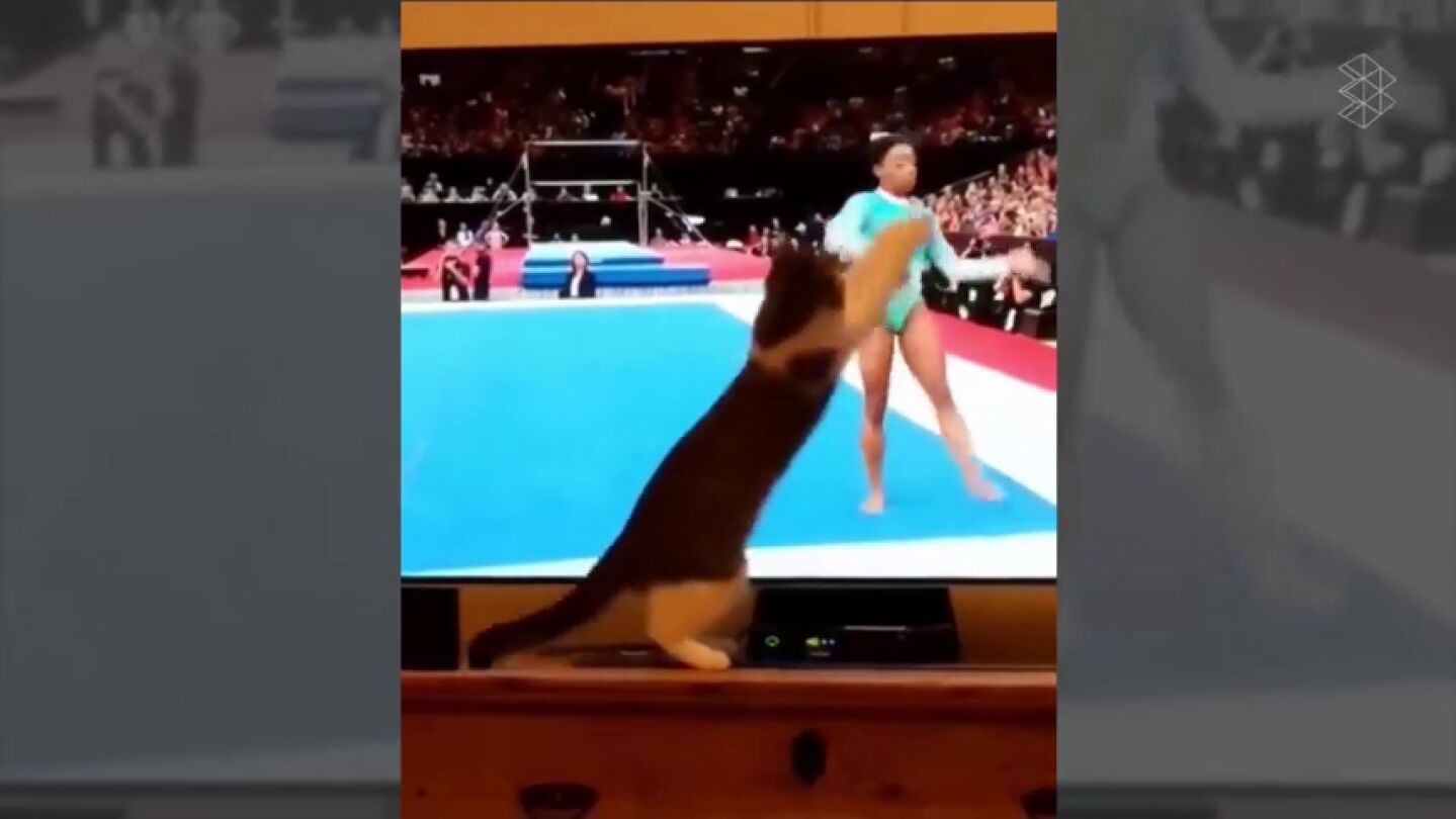 Un gato 'acr&oacute;bata' que alucina con Simone Biles en la tele