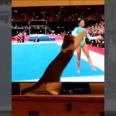 Un gato 'acróbata' que alucina con Simone Biles en la tele