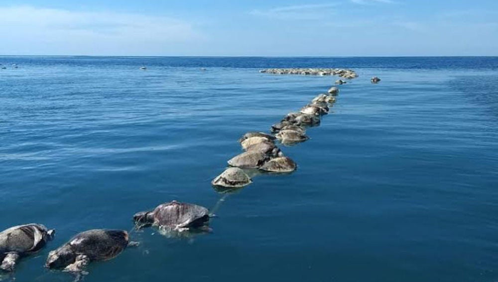 Tortugas sin vida flotan sobre las aguas del mar en Puerto Escondido