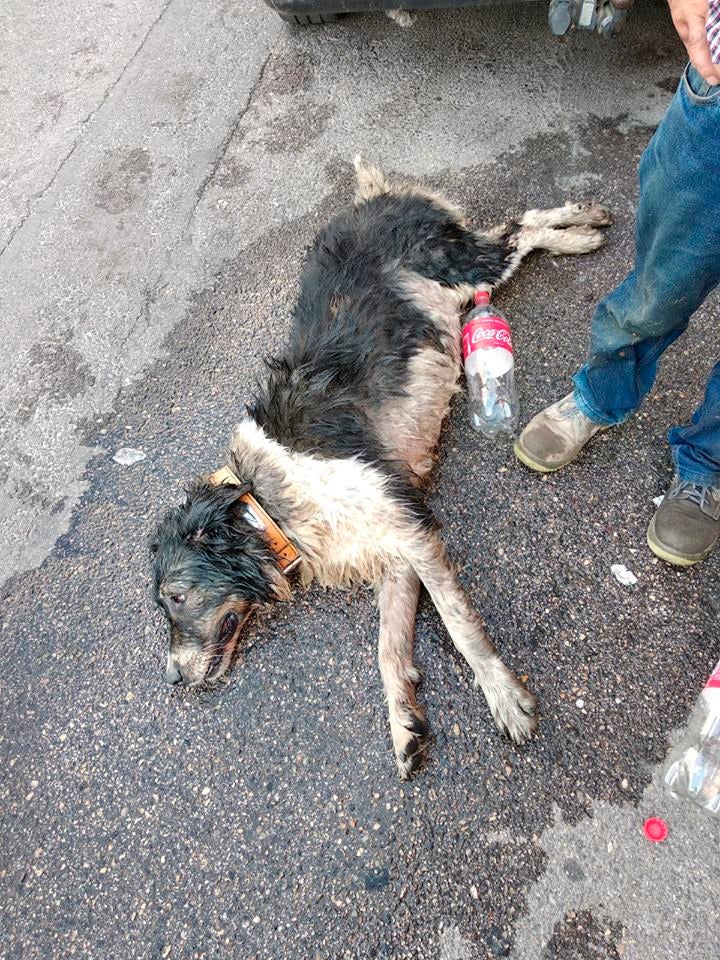Un perro muere asfixiado de calor en el interior de un vehículo en Fuenlabrada Un perro muere asfixiado de calor en el interior de un vehículo en Fuenlabrada
