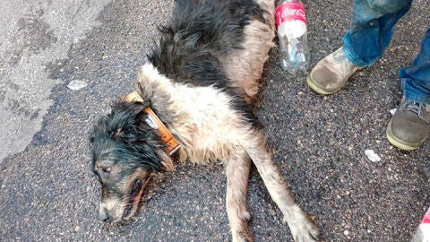 Estado en el que encontraron a uno de los dos perros hallados por la Polic&iacute;a de Fuenlabrada en el interior de un coche.