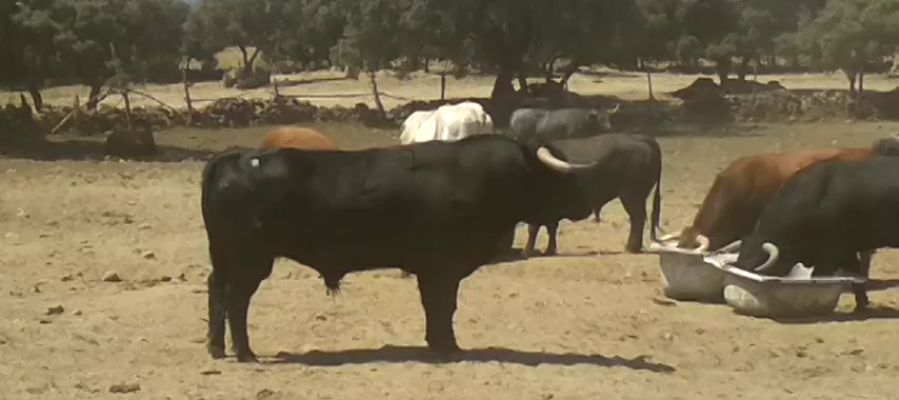 Los toros de la Ganadería de El Estoque protagonizarán el cuarto encierro de San Sebastián de los Reyes Los toros de la Ganadería de El Estoque protagonizarán el cuarto encierro de San Sebastián de los Reyes