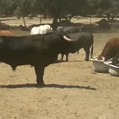Los toros de la Ganadería de El Estoque protagonizarán el cuarto encierro de San Sebastián de los Reyes Los toros de la Ganadería de El Estoque protagonizarán el cuarto encierro de San Sebastián de los Reyes