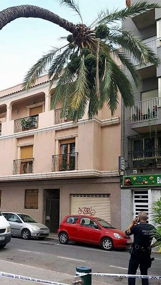 Palmera en el Paseo de Germanías talada este año 2018 tras doblarse por el peso de los dátiles que tenía