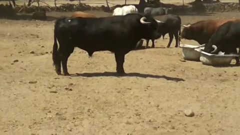 Los toros de la Ganader&iacute;a de El Estoque protagonizar&aacute;n el cuarto encierro de San Sebasti&aacute;n de los Reyes