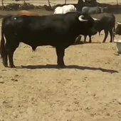 Los toros de la Ganadería de El Estoque protagonizarán el cuarto encierro de San Sebastián de los Reyes Los toros de la Ganadería de El Estoque protagonizarán el cuarto encierro de San Sebastián de los Reyes