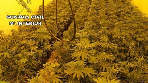 Plantas de marihuana