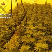 Plantas de marihuana Plantas de marihuana