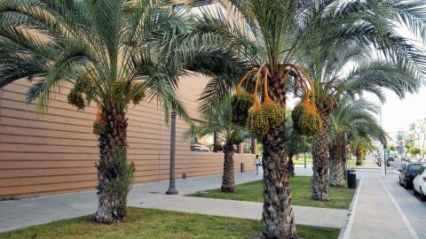 Palmeras con gran cantidad de d&aacute;tiles en la Avenida Corts Valencianes de Elche