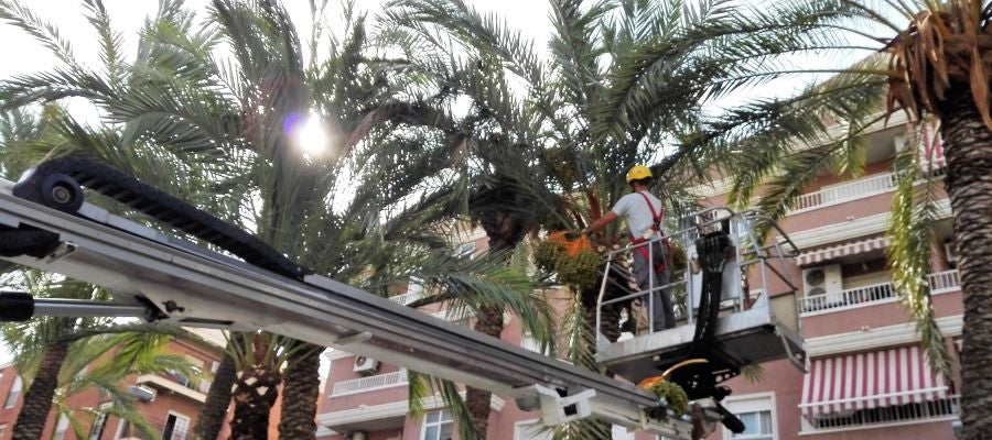 Palmerero poda una palmera en un colegio en Elche. Palmerero poda una palmera en un colegio en Elche.