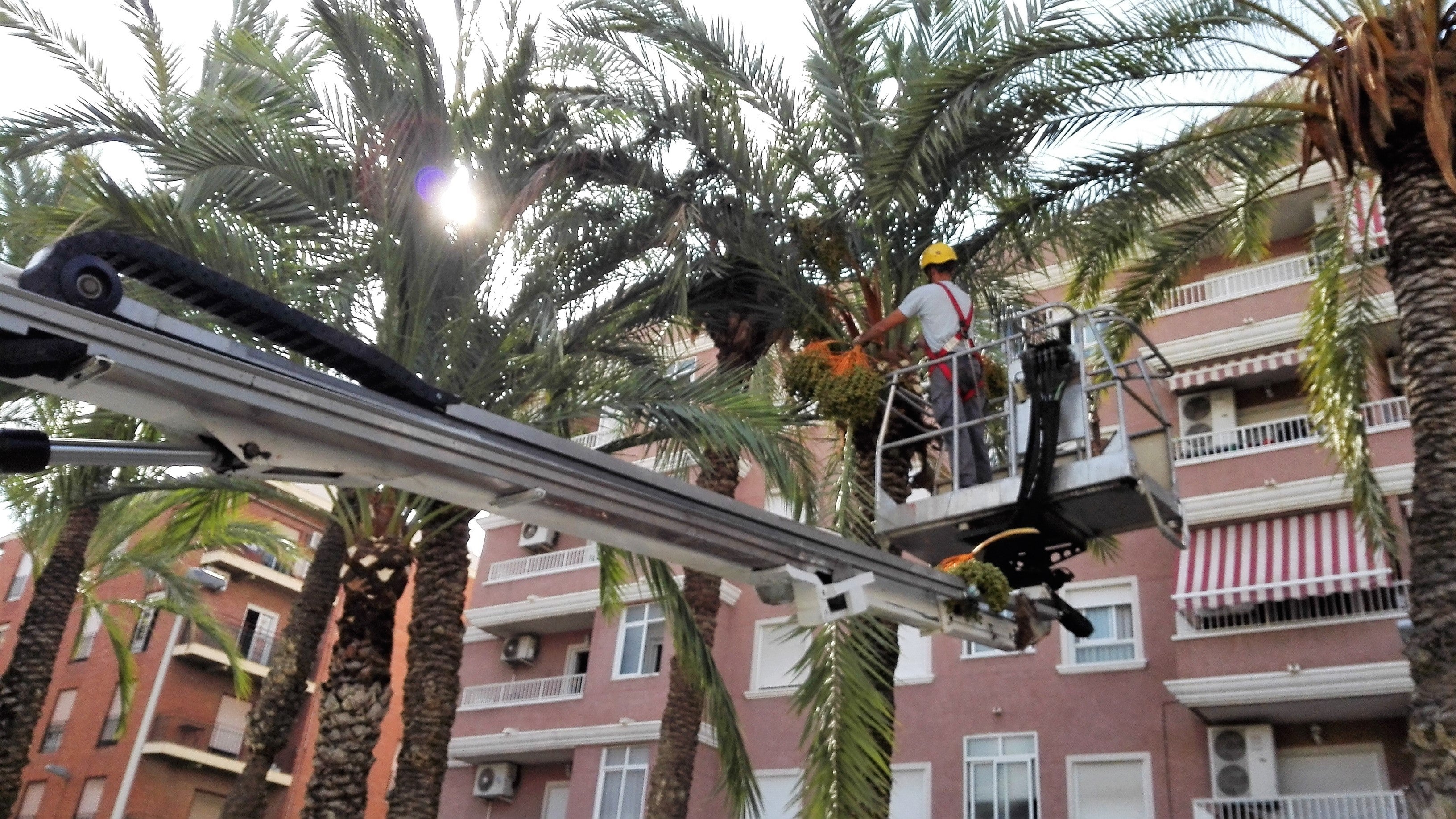 Parques y Jardines confía en que los dátiles de las palmeras de calles y plazas de Elche estén cortados en octubre Parques y Jardines confía en que los dátiles de las palmeras de calles y plazas de Elche estén cortados en octubre