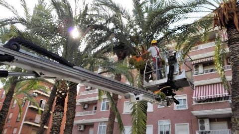 Imagen de archivo de un palmerero poda una palmera en un colegio en Elche.