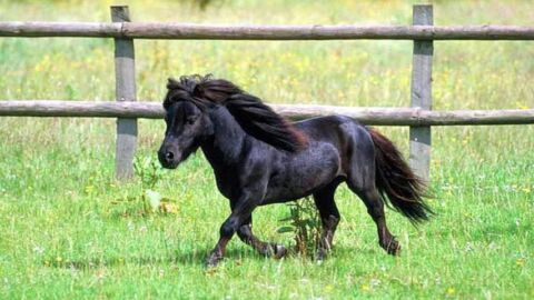 Imagen de archivo de un poni negro