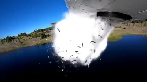 Hipnótico vídeo de una 'lluvia' de peces en un lago de Utah Hipnótico vídeo de una 'lluvia' de peces en un lago de Utah