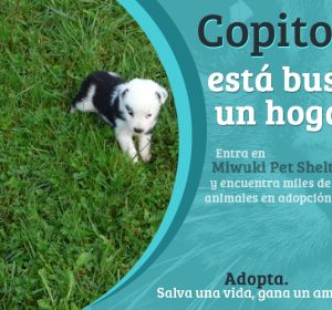 "Miwuki" impulsa la adopción de animales en España "Miwuki" impulsa la adopción de animales en España